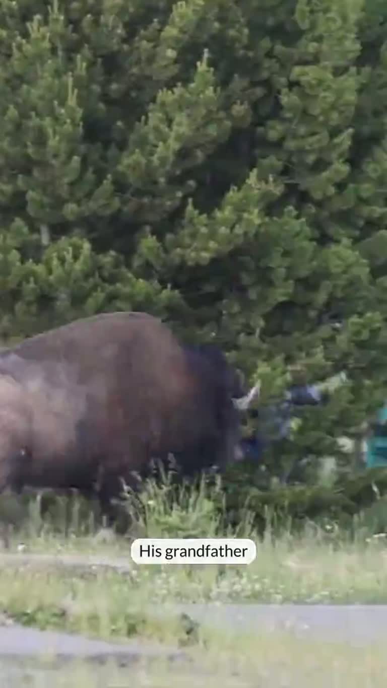 Grandfather, 65, Thrown 8 Feet by Charging Bison at Yellowstone