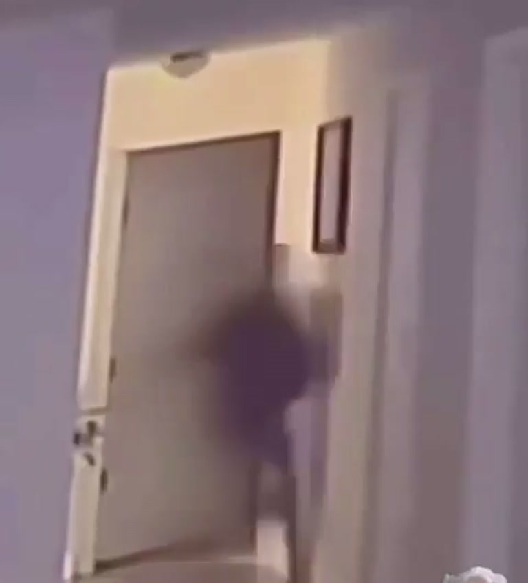Viral CCTV Clip Shows Blurred Shape at a Veterinary Clinic