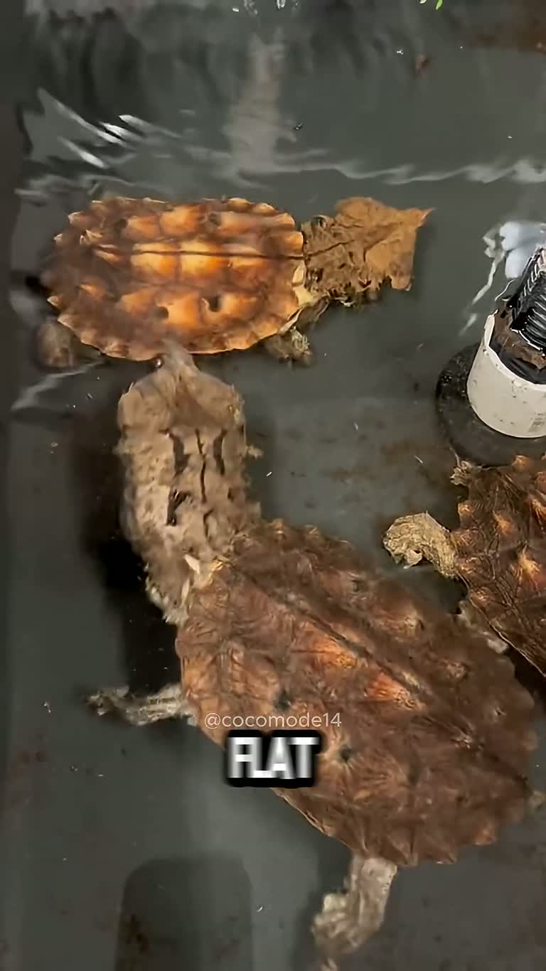 Four Animals That Look Like Nature Spawned Them by Mistake