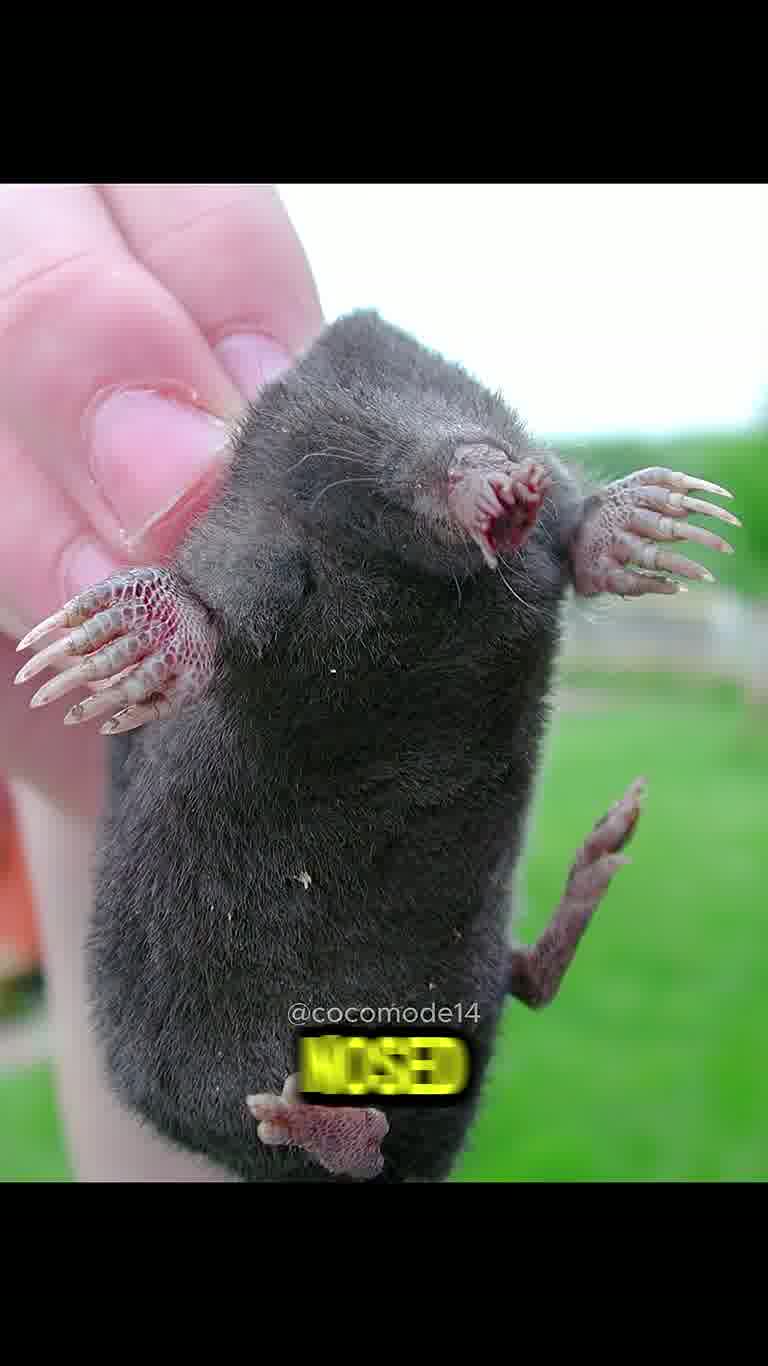 Four Animals That Look Like Nature Spawned Them by Mistake