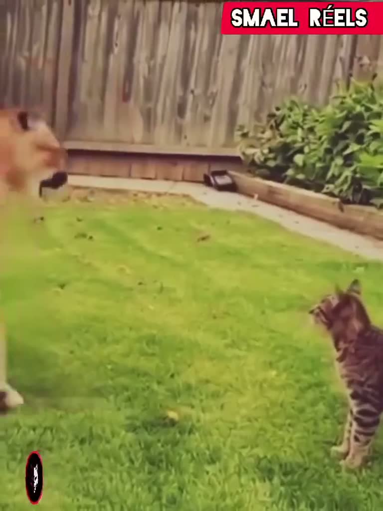 Animal Encounters Caught on Camera Leave Viewers Asking Questions