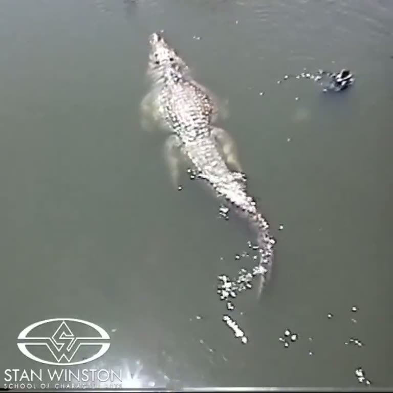 Crocodile Glides Through Murky Water as Bubbles Trail Behind