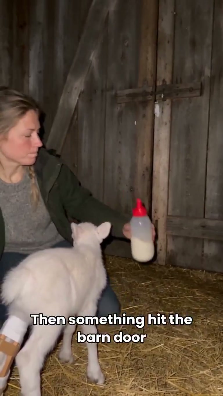 A White Reindeer Blocked Her Car, Then Led Her to a Calf