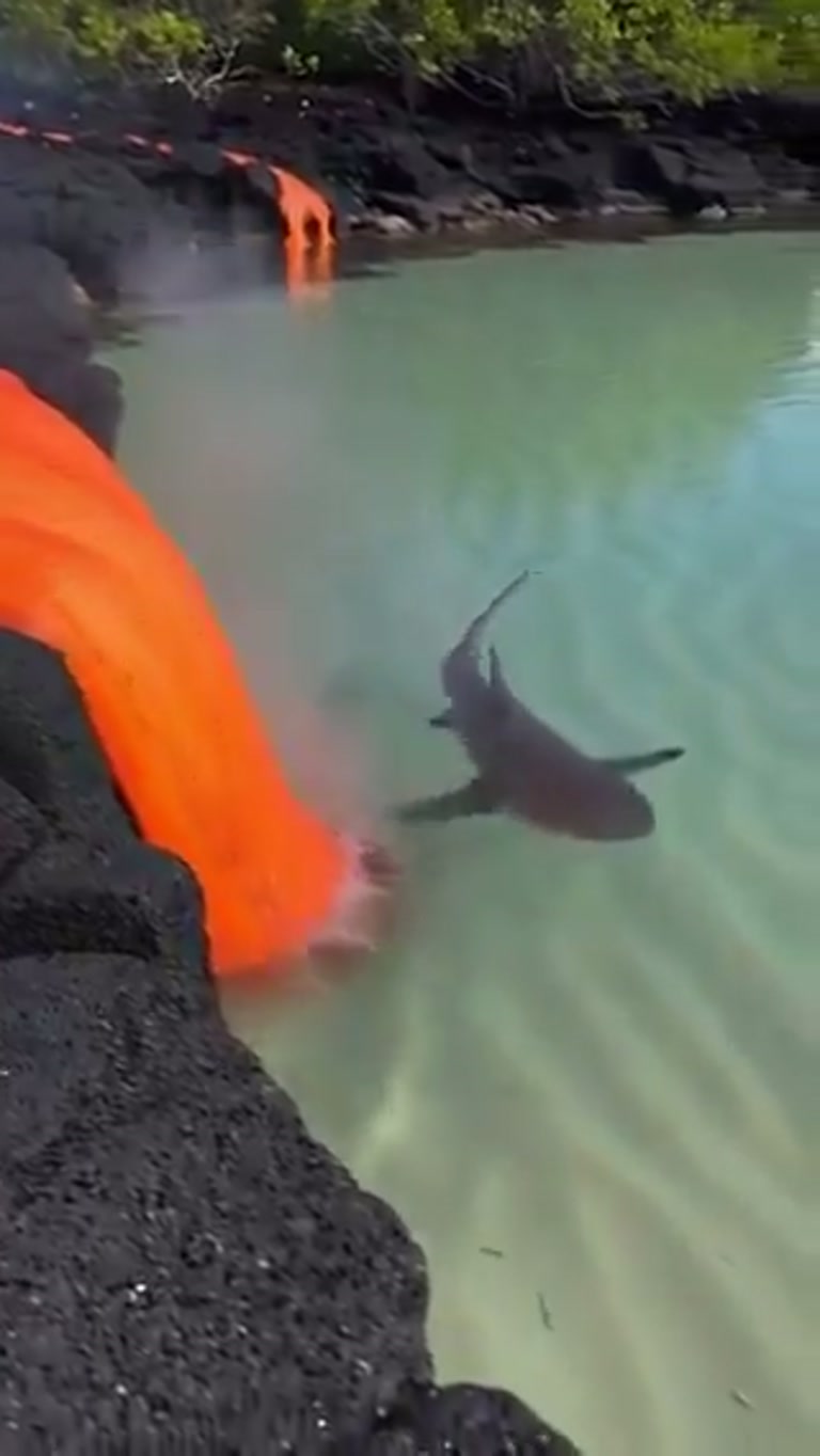 Shark Circles Feet From Pouring Lava in Shallow Coastal Water