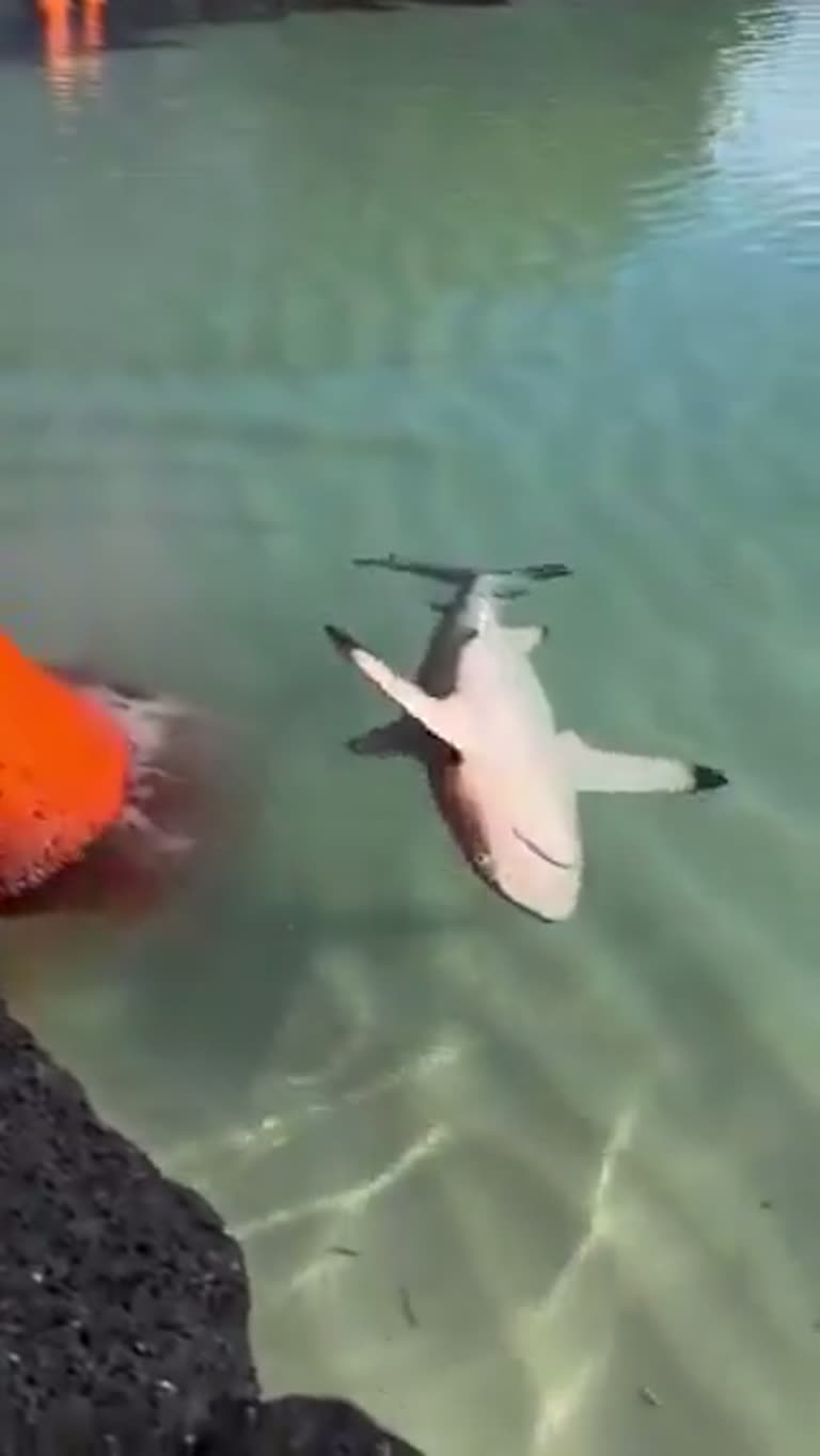 Shark Circles Feet From Pouring Lava in Shallow Coastal Water