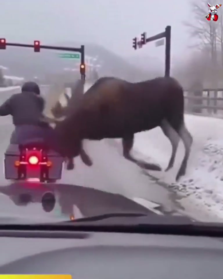 Unbelievable Clips: Crocodile, Polar Bear and Moose on Camera