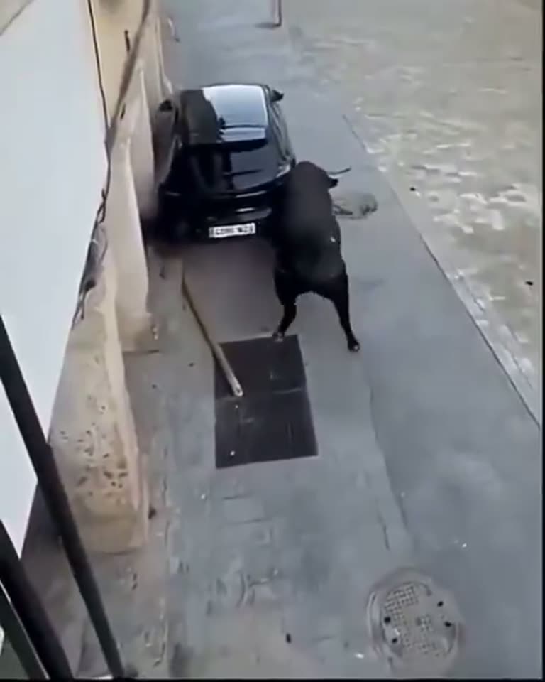 Bull Rams Parked Car in Narrow Spanish Street, Damage Caught on Video