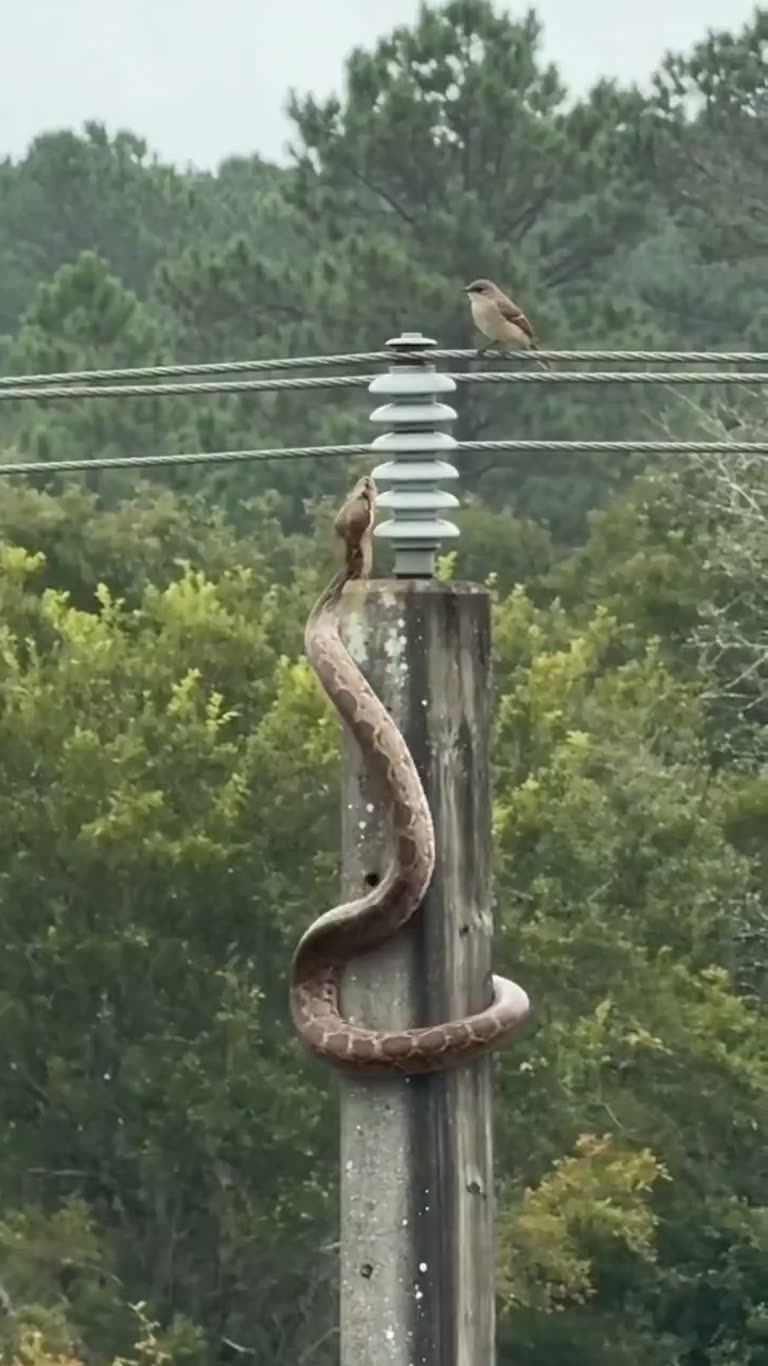 Snake Climbs Utility Pole Toward Perched Bird, Then Hits the Wire