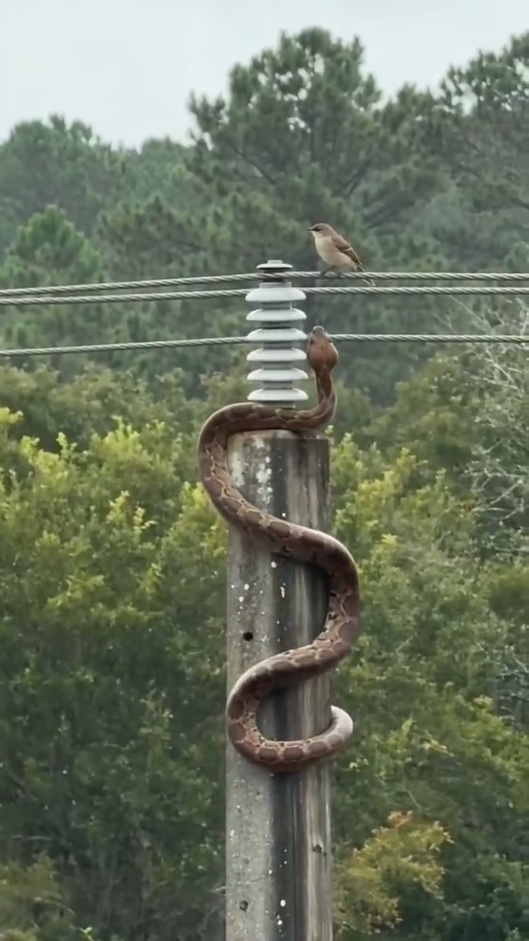 Snake Climbs Utility Pole Toward Perched Bird, Then Hits the Wire