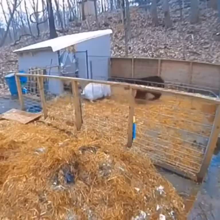A Quiet Straw Yard, Then a Line That Flips Who's Trapped