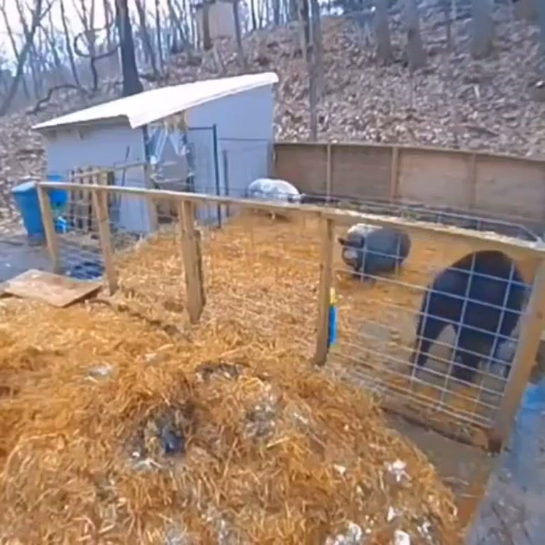 A Quiet Straw Yard, Then a Line That Flips Who's Trapped