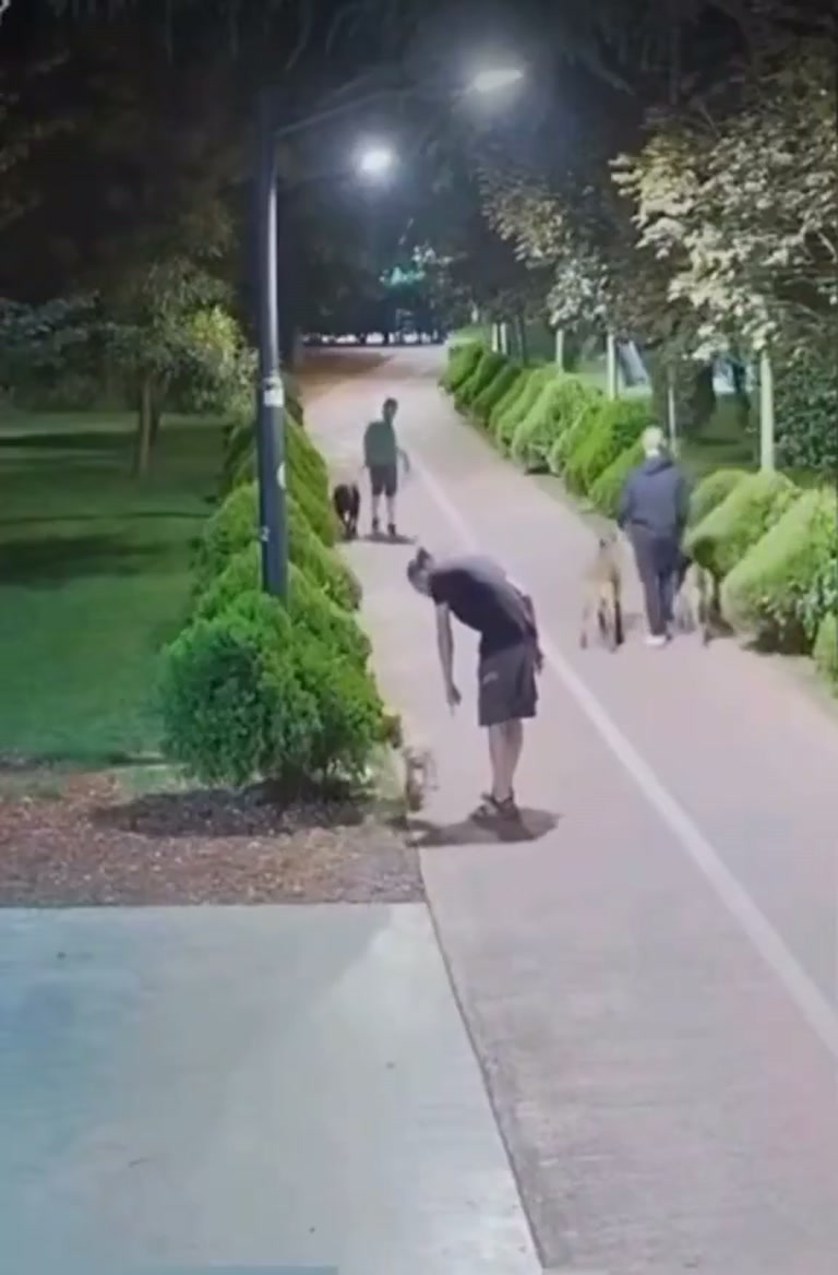 Night Dog Walk Sparks a Quiet Debate About Trust and Reaction