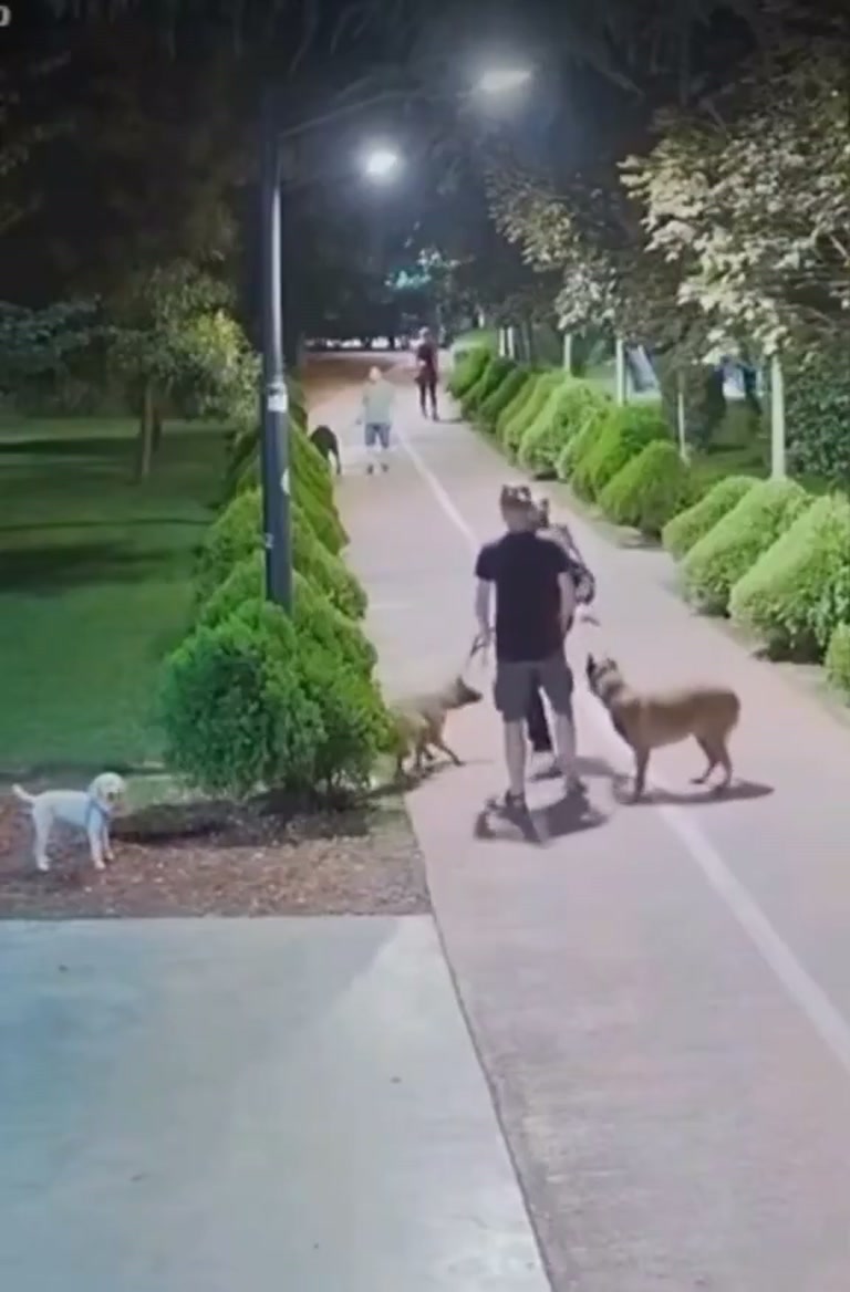 Night Dog Walk Sparks a Quiet Debate About Trust and Reaction