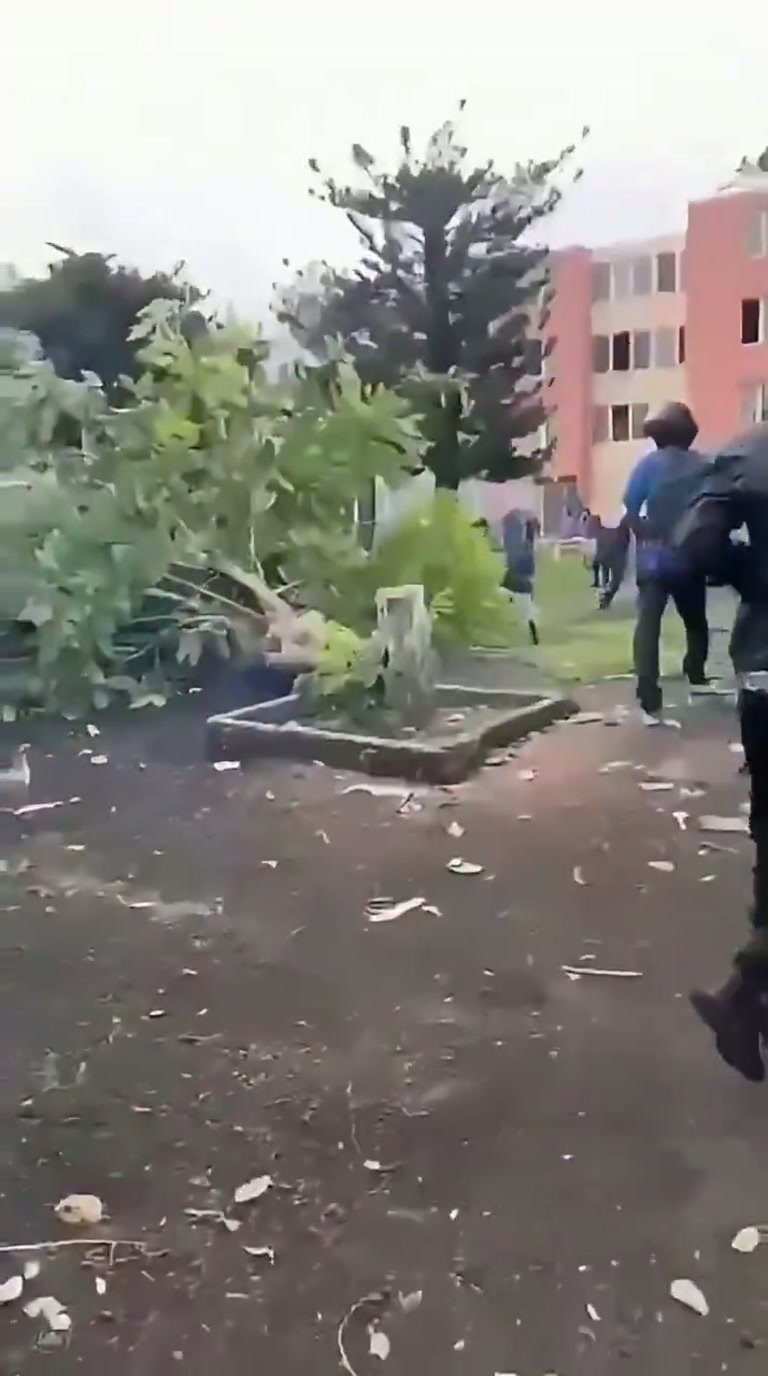 Viral clip: a tree felled in a courtyard as claims swirl online