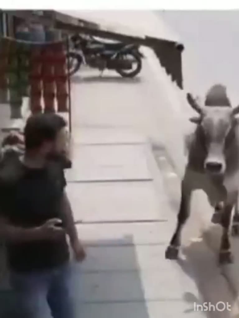 Man Holds His Phone as a Bull Walks Straight at Him in a Lane