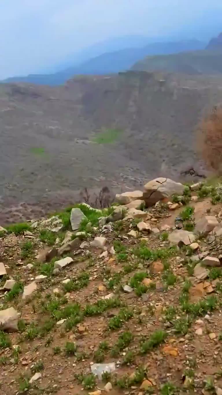 Eagle Snatches Piglet From Herd in Şırnak Hills, On Camera