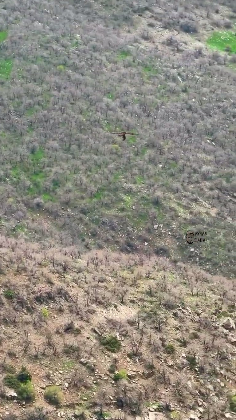 Eagle Snatches Piglet From Herd in Şırnak Hills, On Camera