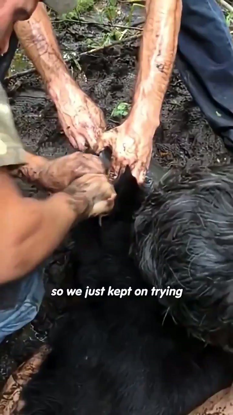 A Bear, a Bucket, and the Strangers Who Wouldn't Walk Away