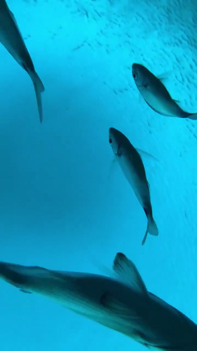 The Phone Fell Off the Boat — Then It Kept Filming Below