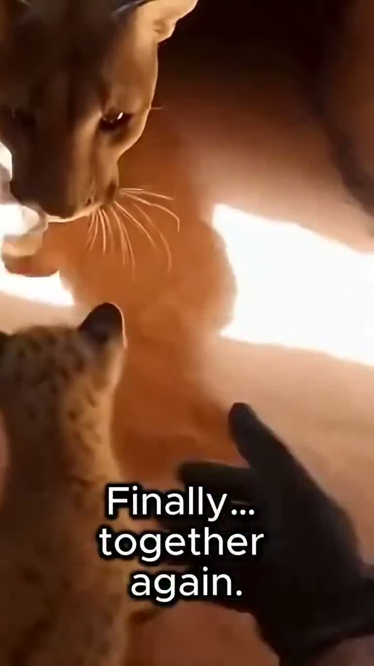 A Cyclist, a Wild Puma, and One Frozen Second on a Trail