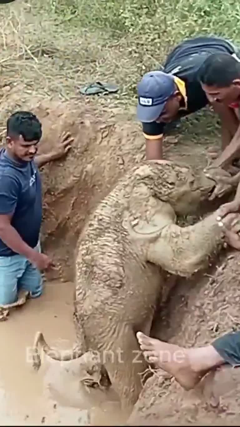 A Baby Elephant Sank in Mud — Then the Whole Village Stepped In