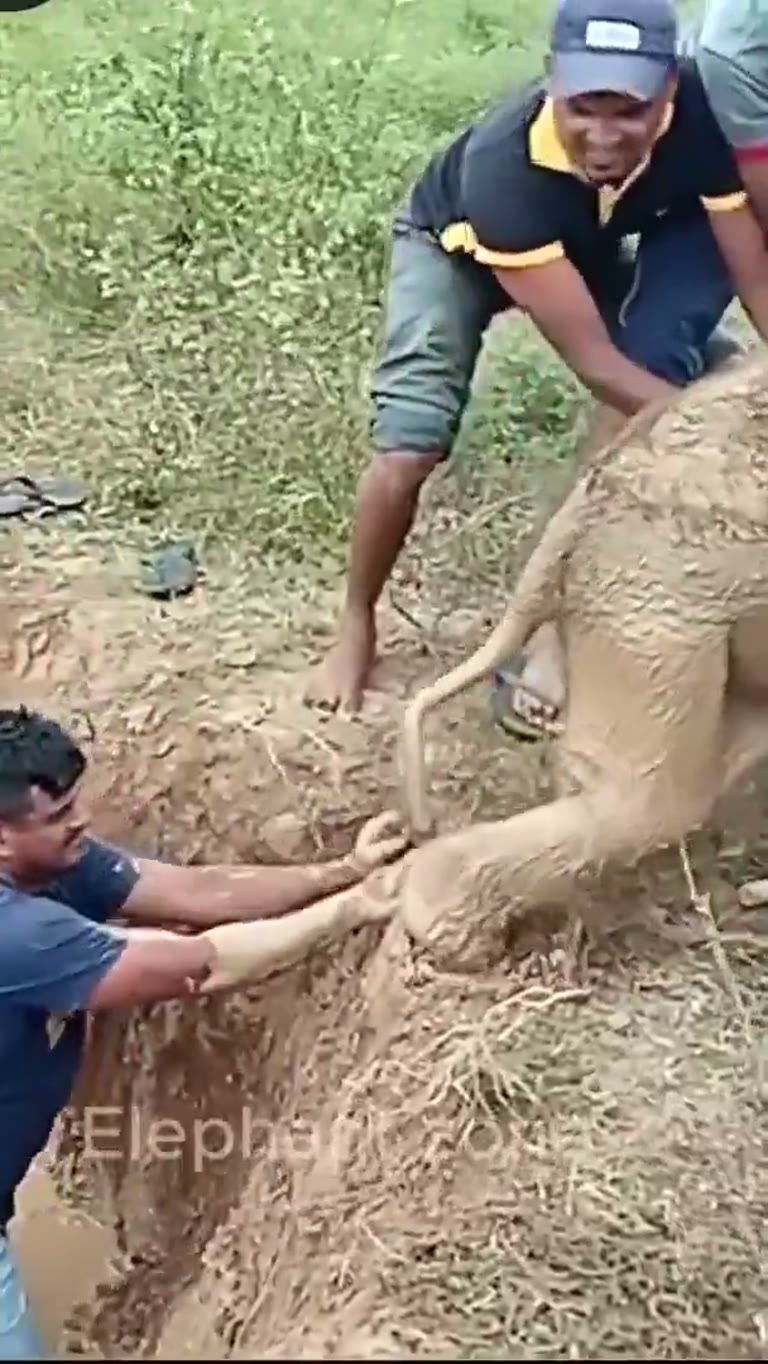 A Baby Elephant Sank in Mud — Then the Whole Village Stepped In