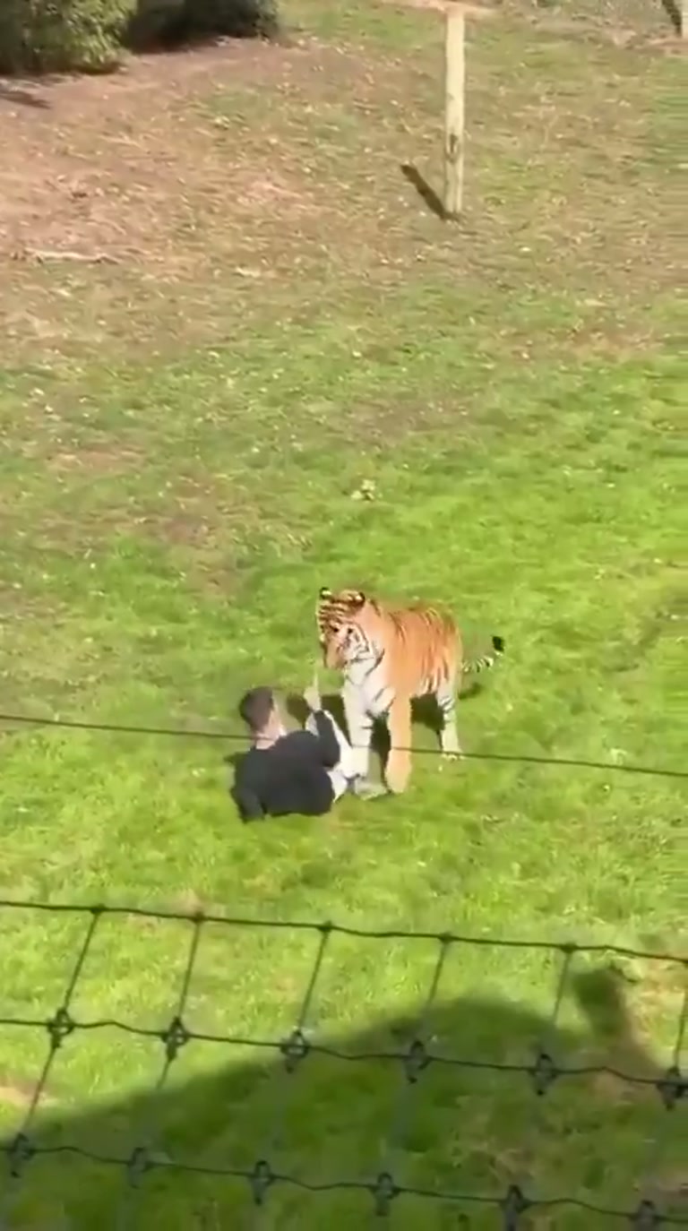A Man Kneels in a Tiger Enclosure and the Crowd Goes Silent