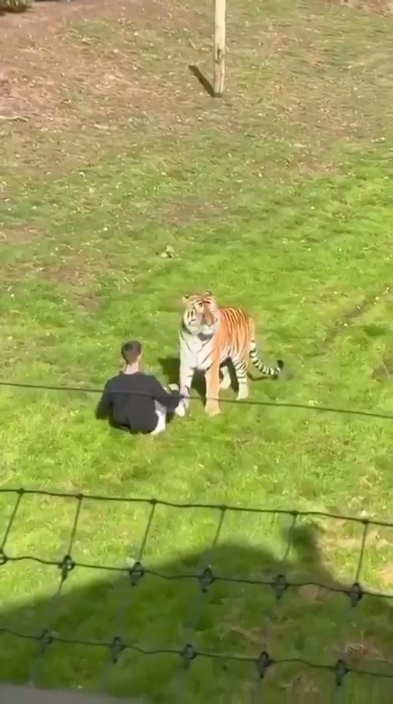 A Man Kneels in a Tiger Enclosure and the Crowd Goes Silent