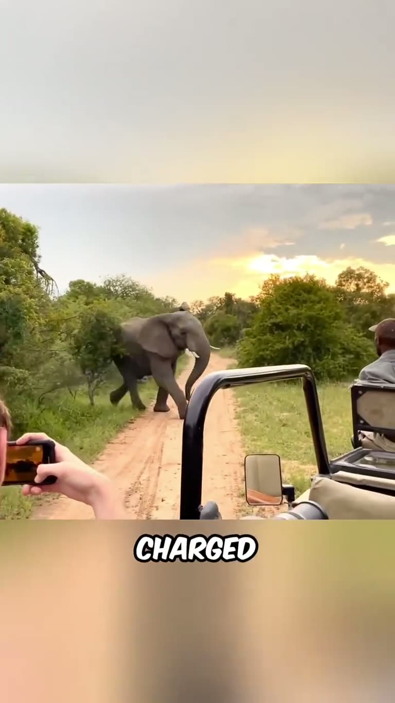 When Wild Animals Crash the Scene: Five Close Calls That Defy Explanation