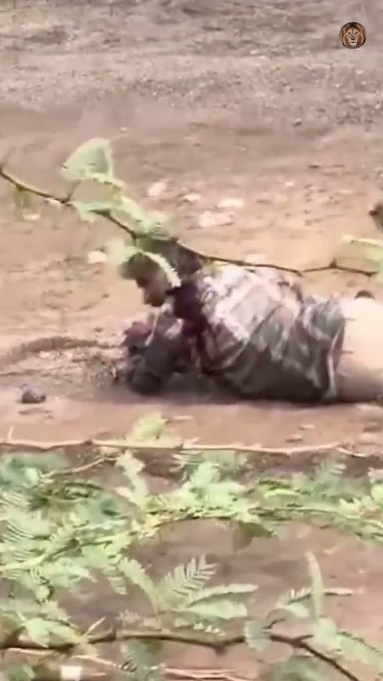 A Routine Walk Turns Into a 30-Minute Standoff With a Wild Lion