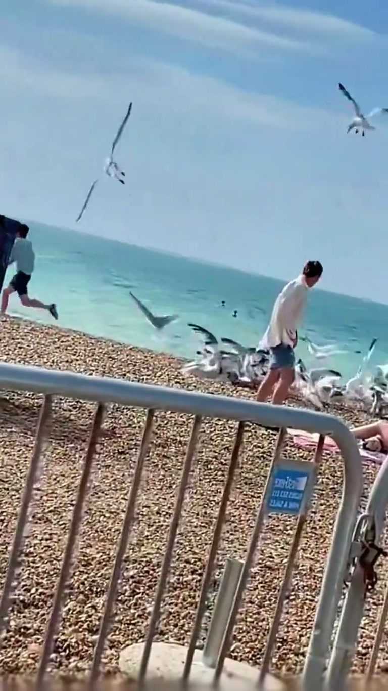The Unpredictable Chaos of a Seaside Snack Attack