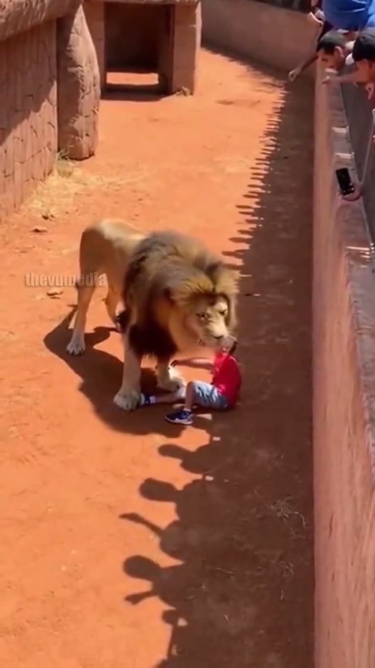 A child falls into a lion's enclosure, but the predator does the unthinkable