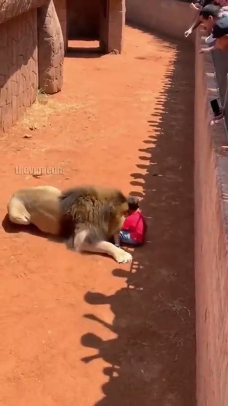 A child falls into a lion's enclosure, but the predator does the unthinkable