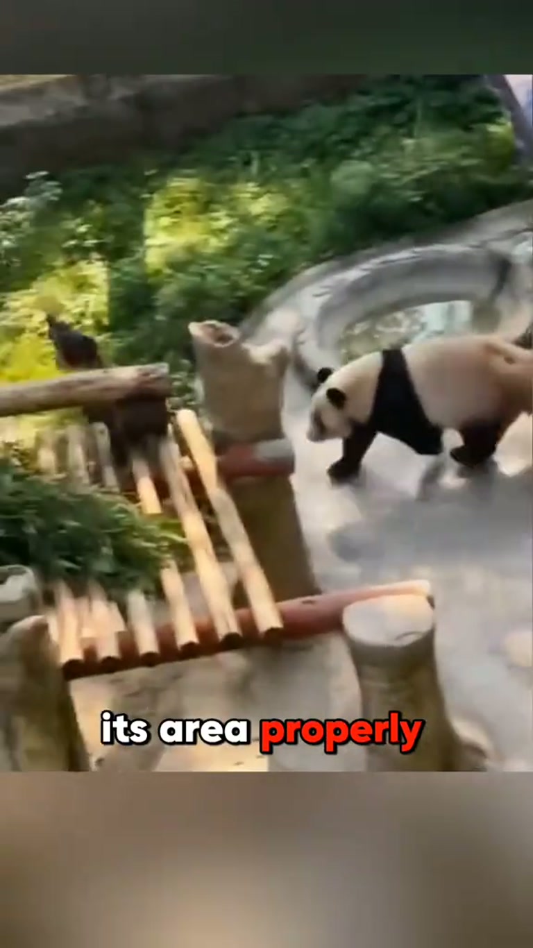 Wild Animal Encounters: The Moment Everything Changes
