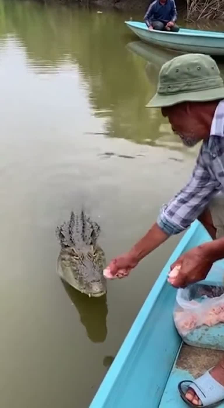 A Routine Feeding Turns Into a Split-Second Fight for Balance