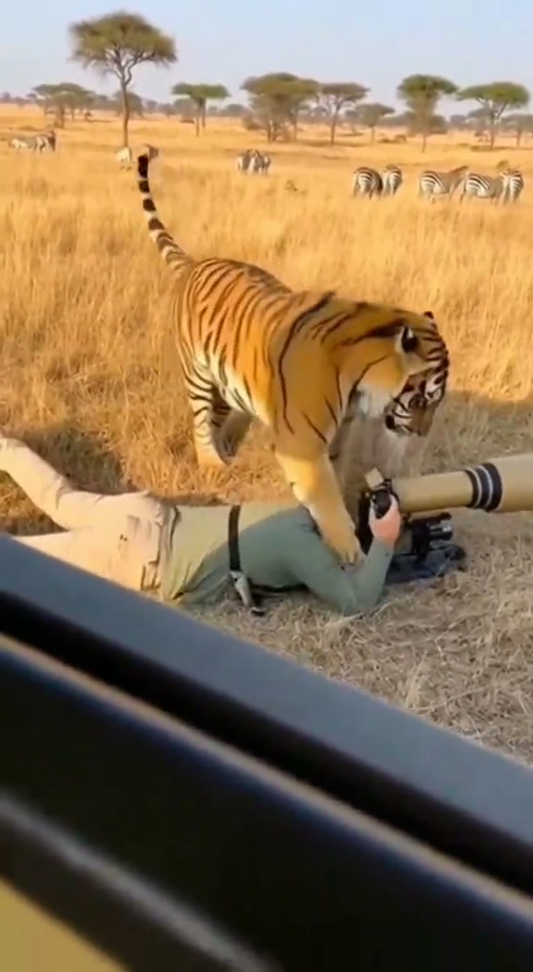 Tiger Sneaks Up and Slaps Photographer in Wild Safari Encounter