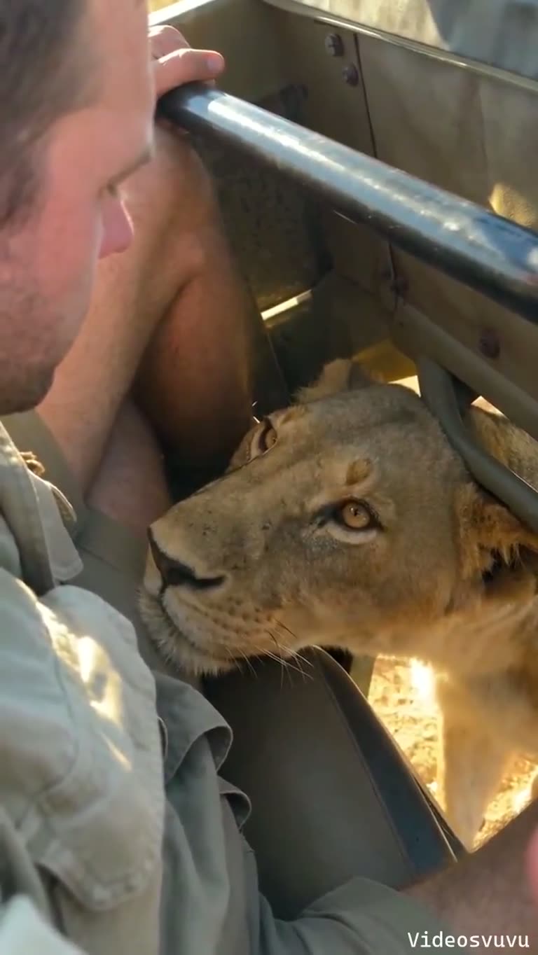 A Quiet Encounter at the Edge of the Wild