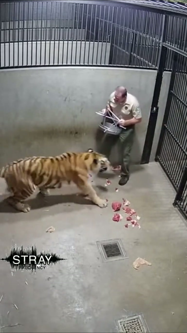 A Routine Feeding Turns Into a Split-Second Escape
