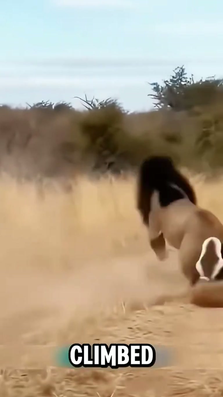 The Unluckiest Lion vs The Angriest Honey Badger