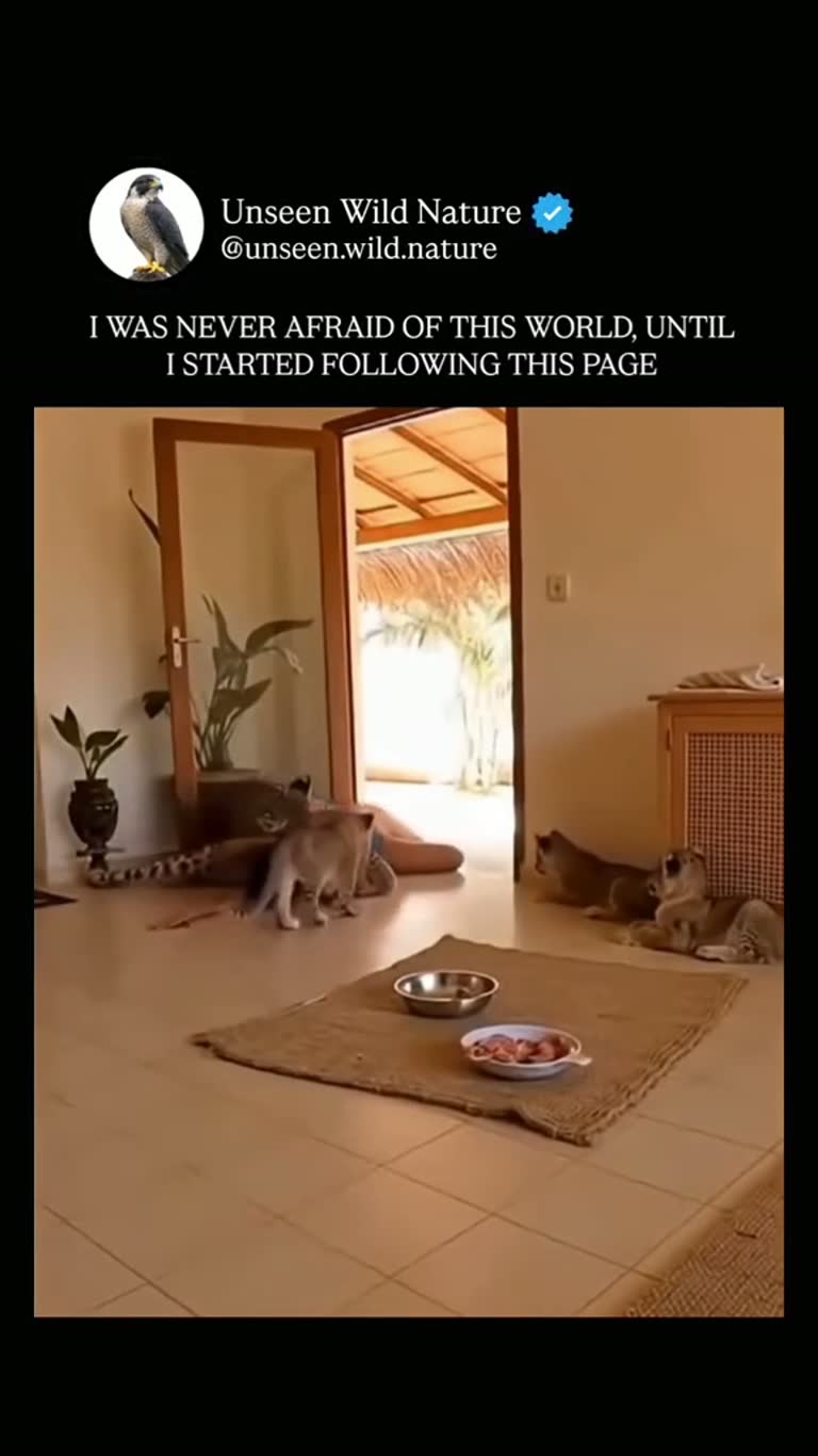 A Quiet Room, Two Big Cats, and the Moment Nobody Expected