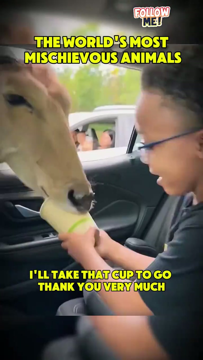 The Drive-Thru Safari Chaos That No One Saw Coming