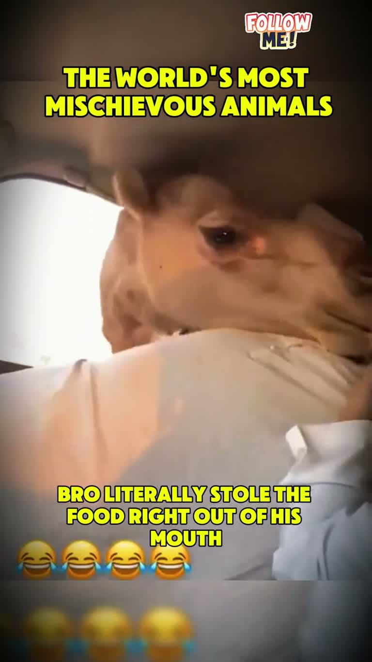 The Drive-Thru Safari Chaos That No One Saw Coming